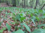 2014.05.11 Sonderlauf Beuren Schlatt Oles Bilder